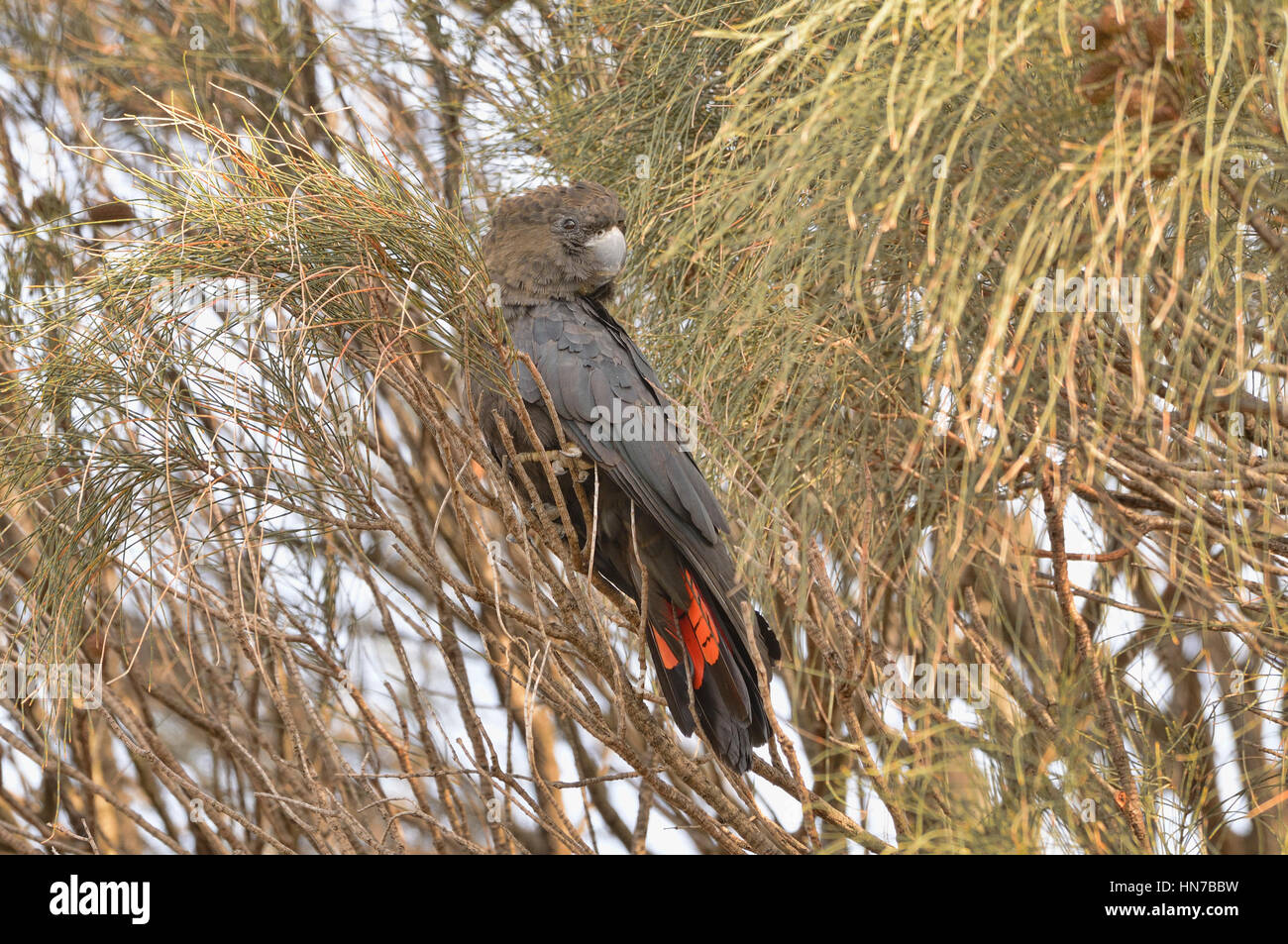 Glossy Black Cockatoo Calyptorhynchus lathami Male Endangered species Photographed on Kangaroo Island, South Australia Stock Photo