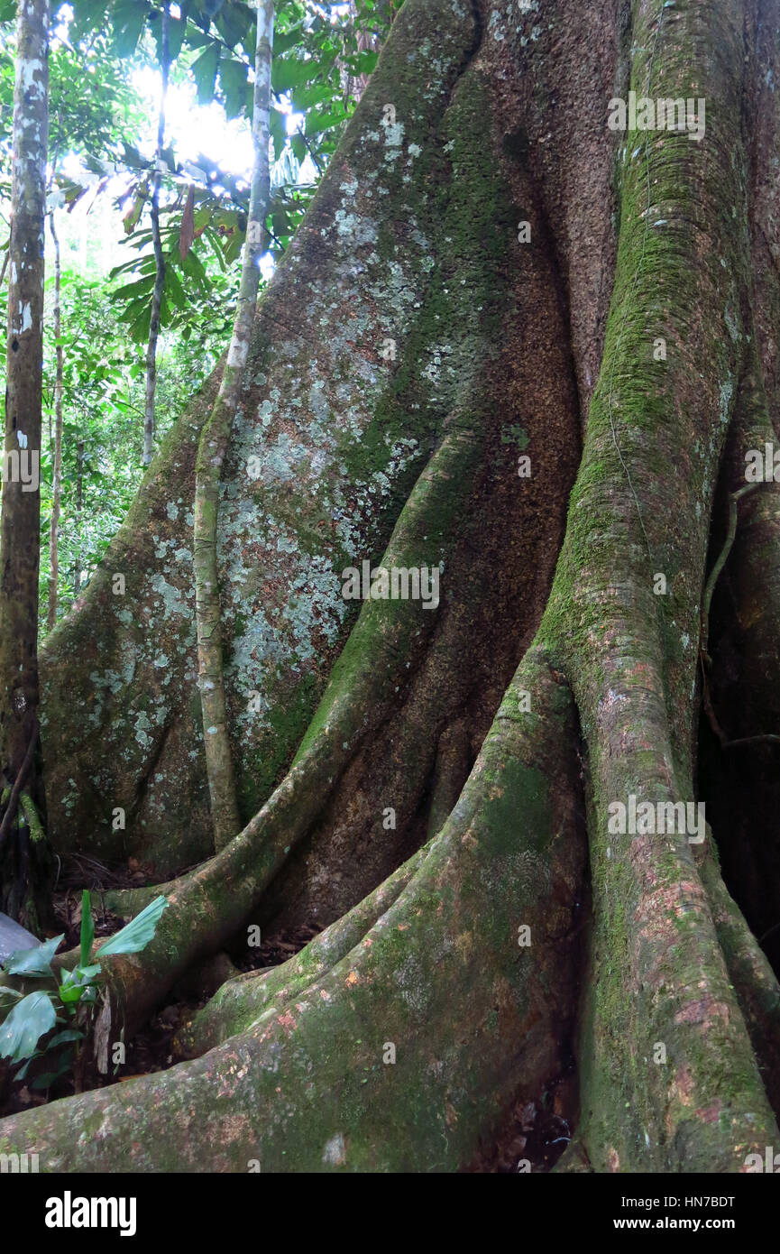 B Ceiba High Resolution Stock Photography and Images - Alamy