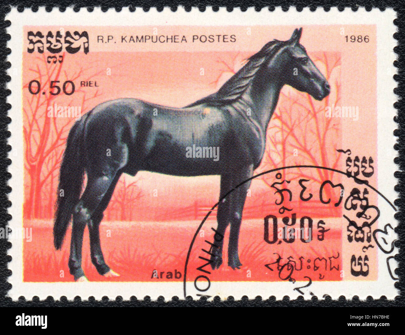 A postage stamp printed in R.P. Kampuchea  shows  a Arab horse, breed of horses series , circa 1986 Stock Photo