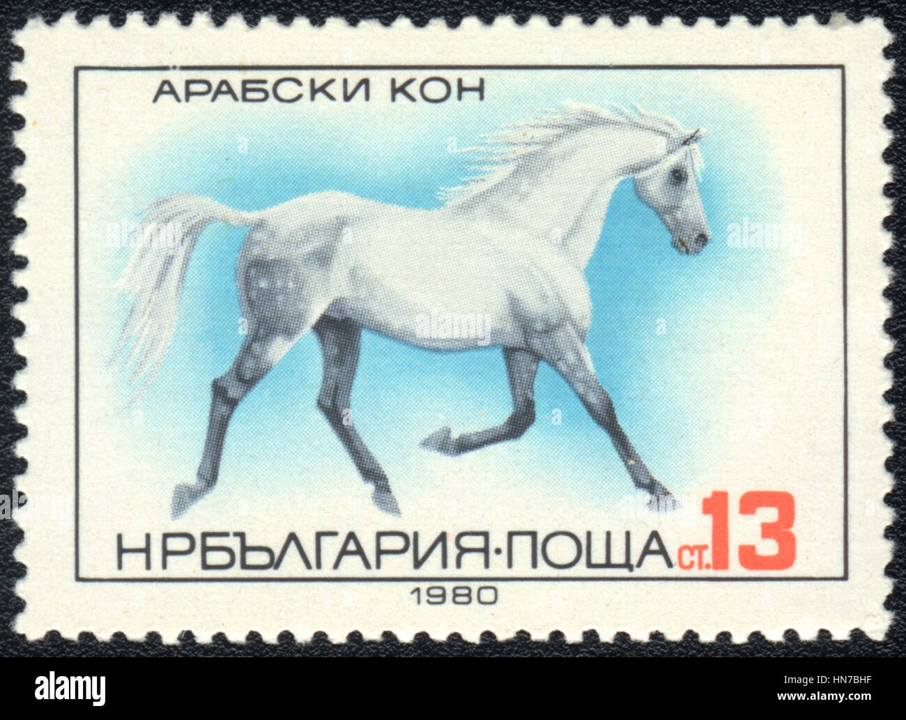 A postage stamp printed in Bulgaria shows  a Arab horse, horse breed  series , circa 1980 Stock Photo