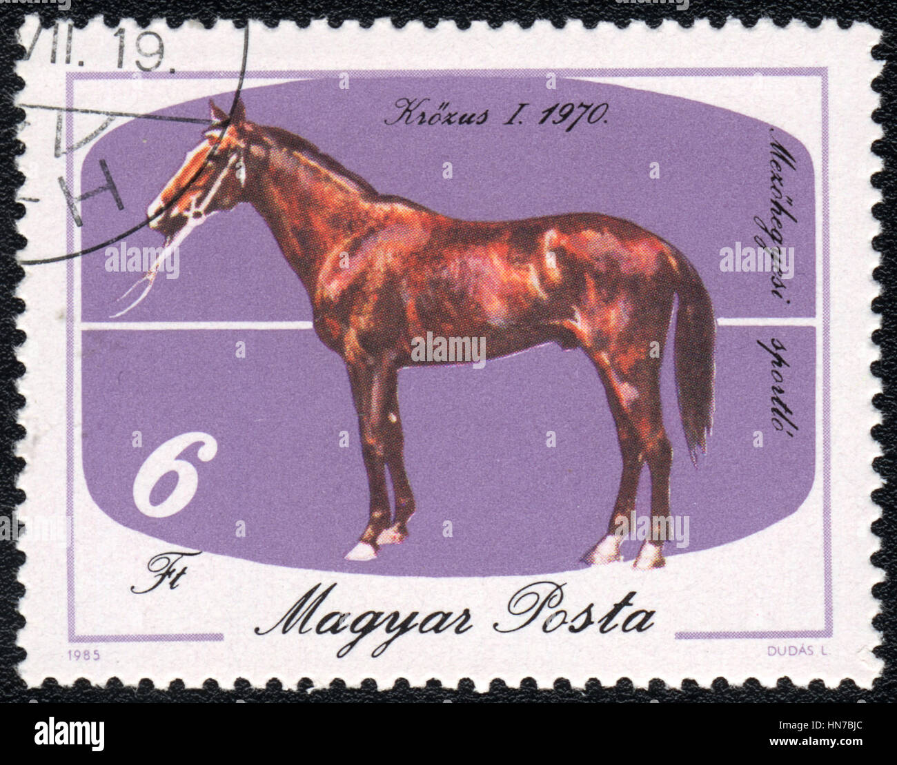 A postage stamp printed in Hungary  shows  a Brown Krozus (Equus caballus) standing on a purple background. Krozus I 1970, horses series, circa 1985 Stock Photo