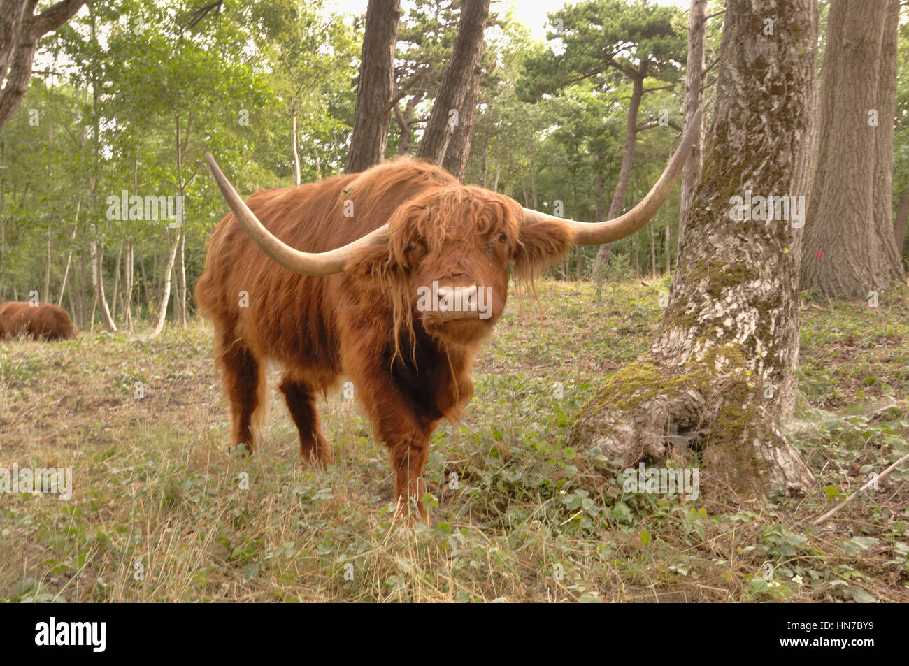 HIghland Cattle Bos taurus Photographed in nature reserve, France Stock Photo