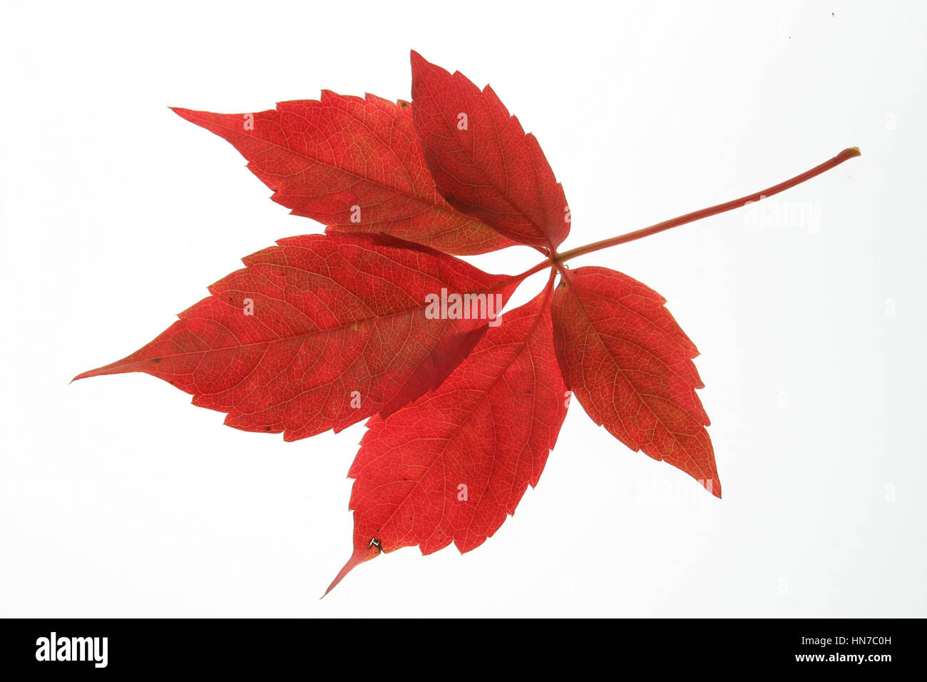 Virginia Creeper in Autumn - slingle red leaf against white background Stock Photo