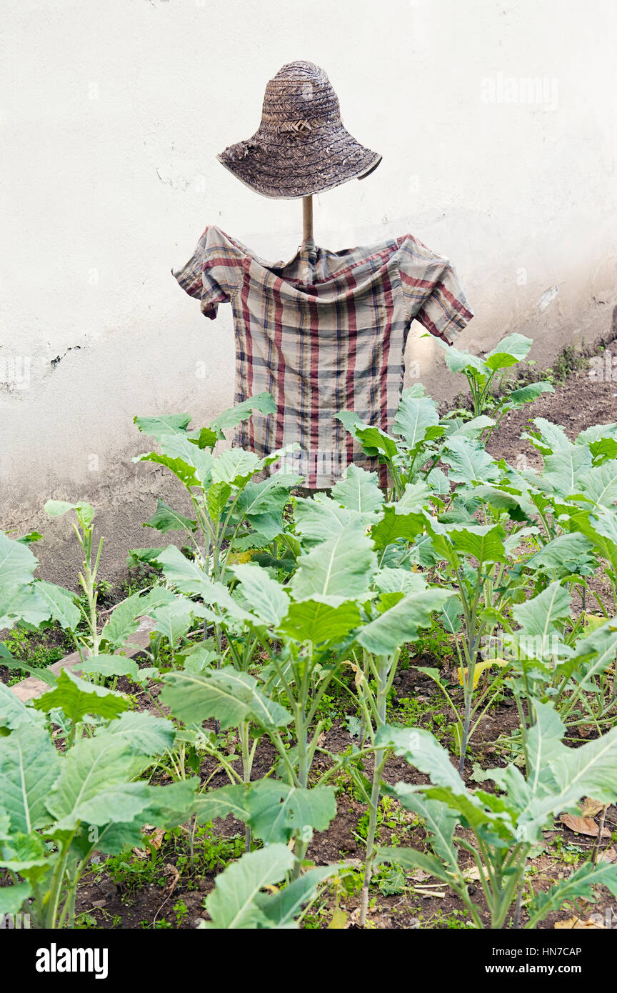 Scarecrow in small vegetable garden Stock Photo