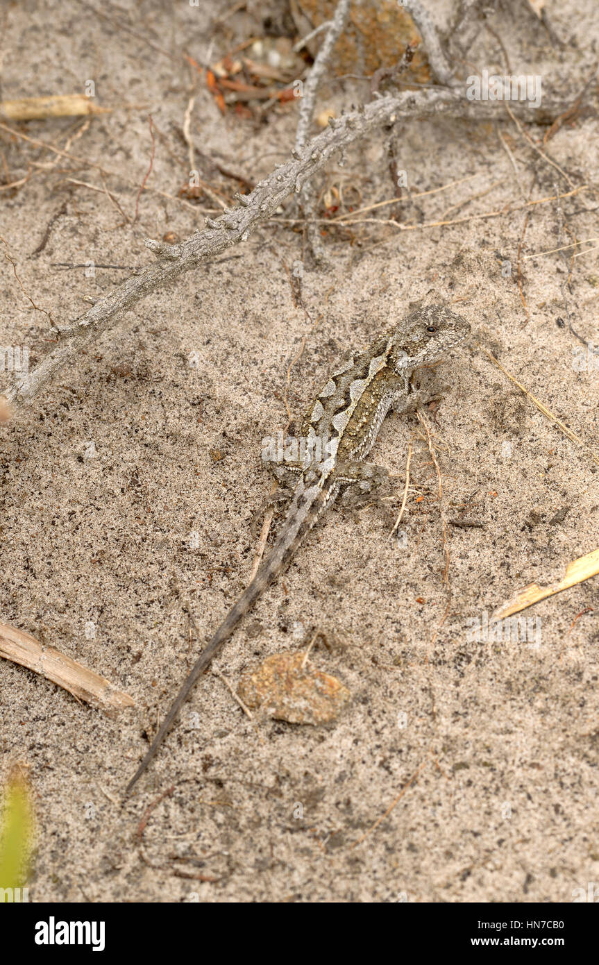 Mountain Dragon Rankinia diemensis Photographed in Tasmania, Australia Stock Photo