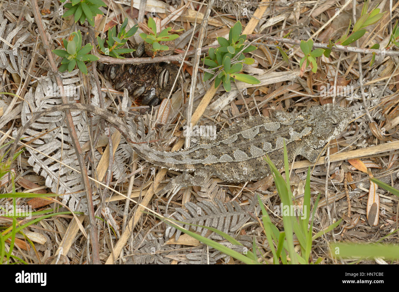 Mountain Dragon Rankinia diemensis Photographed in Tasmania, Australia Stock Photo