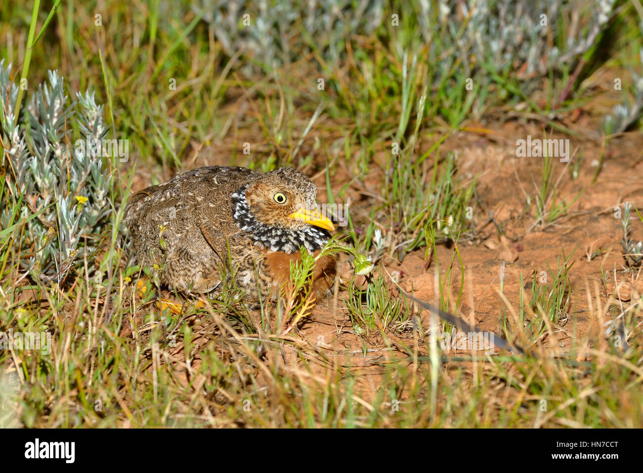 Plains-wanderer Pedionomus torquatus Critically endangered Photographed in Victoria, Australia Stock Photo