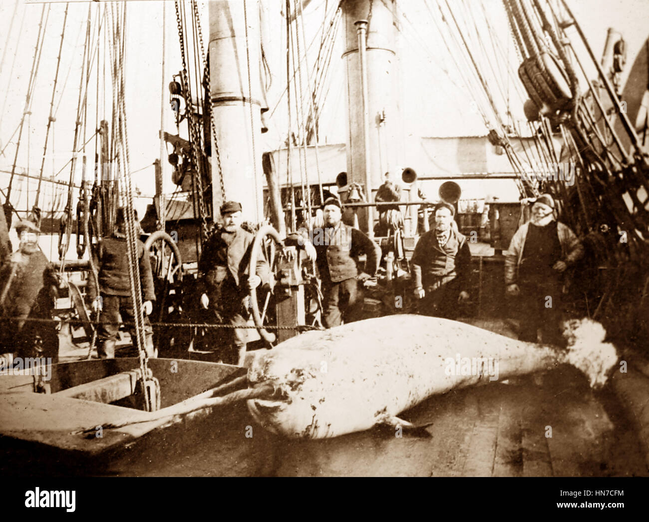 Whaling ship in the Arctic crew with whale on deck Victorian Stock