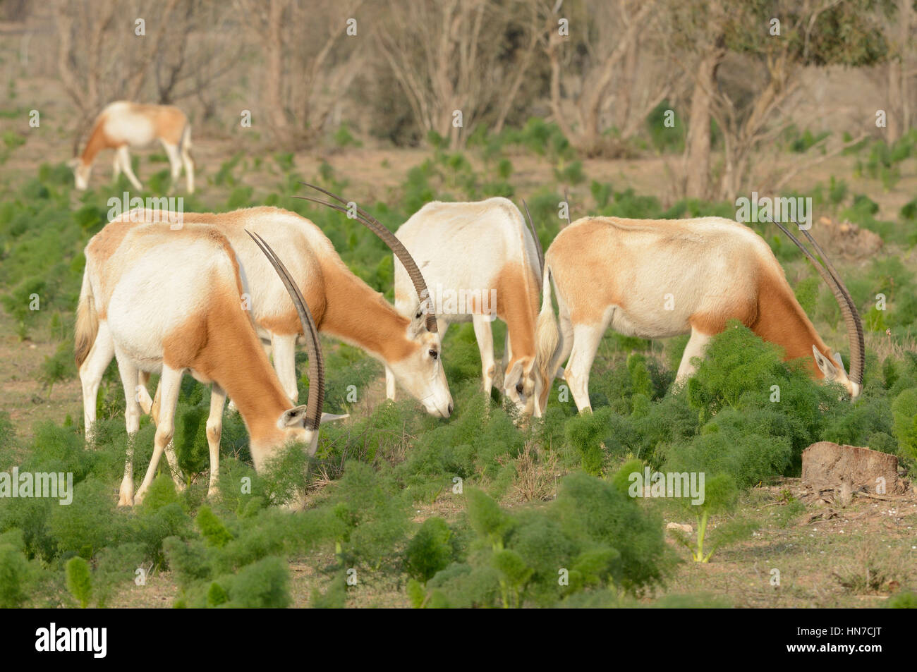 Scimitar-horned Oryx Oryx dammah Extinct in the wild These animals held in huge natural enclosures in Souss Massa National Park, Morocco Stock Photo