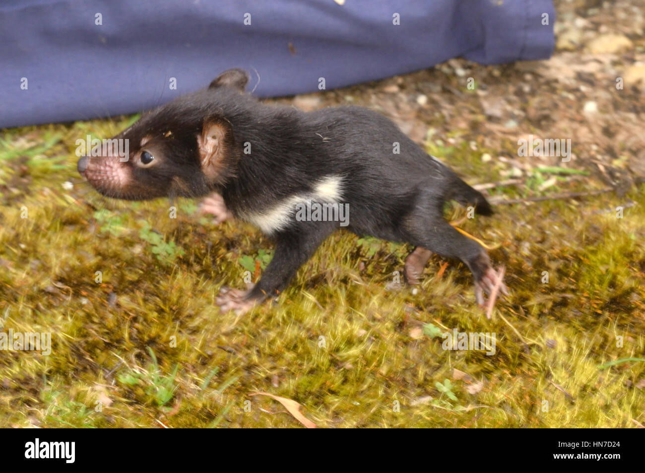 Tasmanian Devil Sarchopilus harrisii Young DFTD biologist trapping research  Photographed in Tasmania, Australia Stock Photo