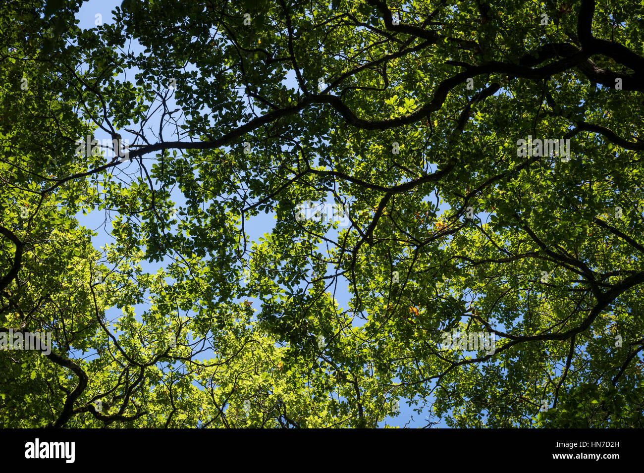 Oak trees woodland tree canopy hires stock photography and images Alamy