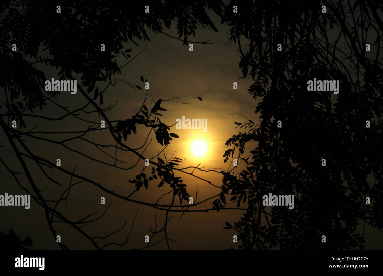 Sun between the tree leaves Stock Photo