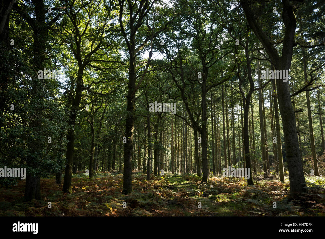 Oak forest uk hires stock photography and images Alamy