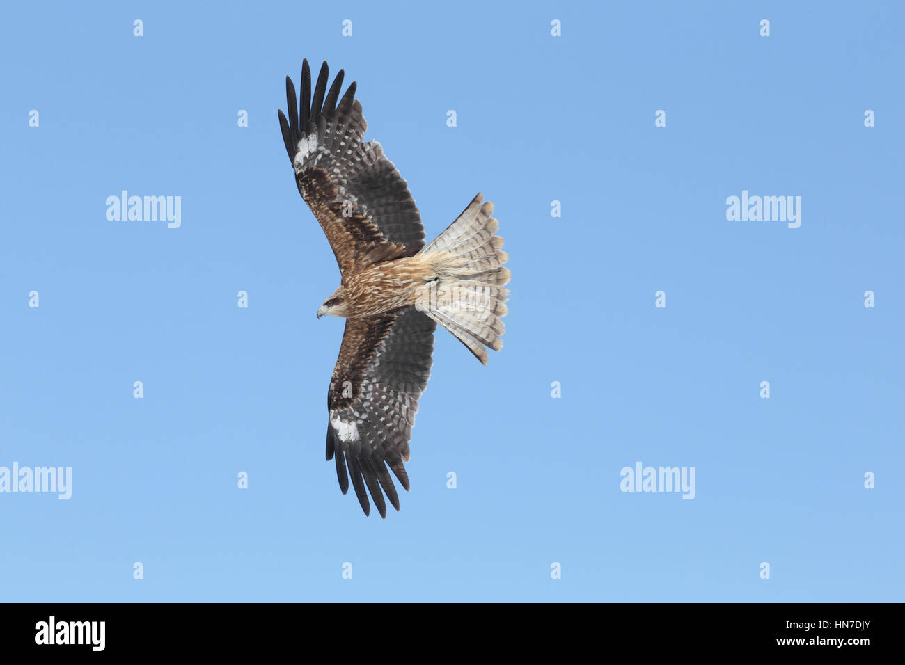 Black-eared Kite (Milvus migrans lineatus) - a Black Kite of the eastern subspecies lineatus, full frame underwing, in flight against a clear blue sky Stock Photo