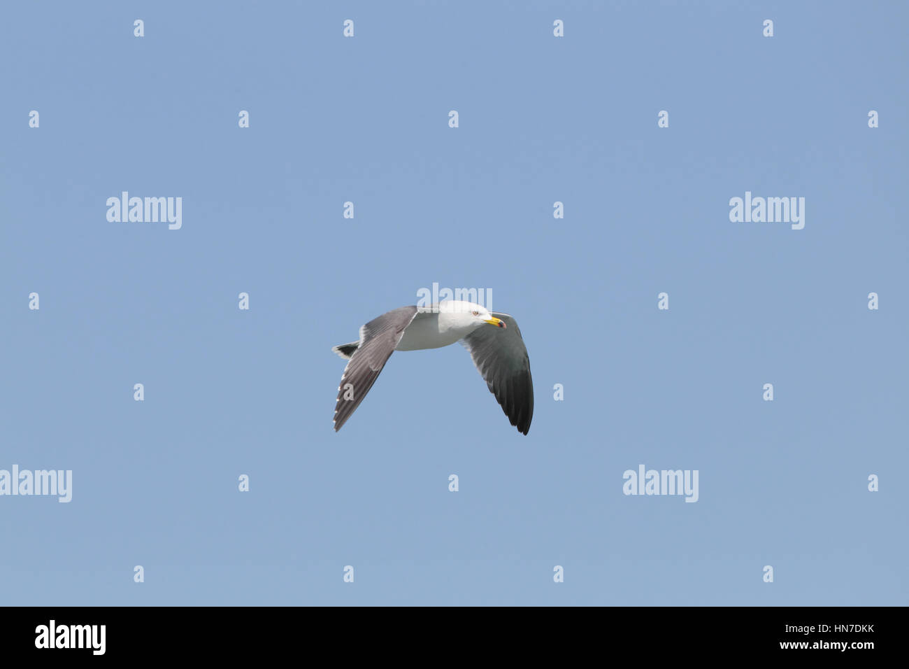 Adult Black-tailed Gull (Larus crassirostris), in flight, against a clear blue sky Stock Photo