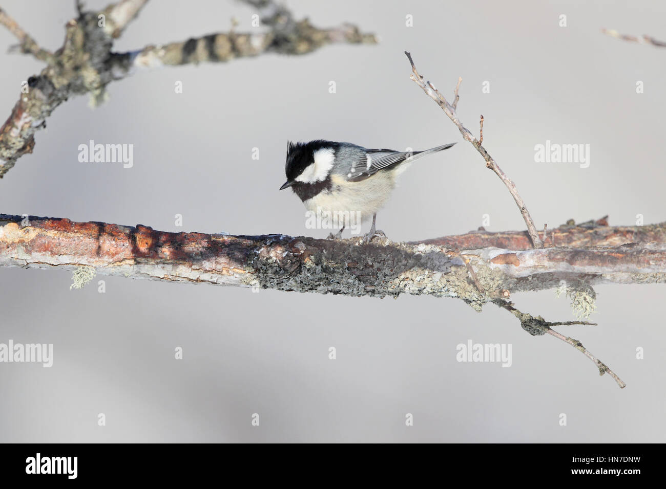 Coal Tit (Periparus ater insularis) - a bird feeding on a lichen-covered branch against a wintry, snowy grey-white background, in Hokkaido, Japan Stock Photo