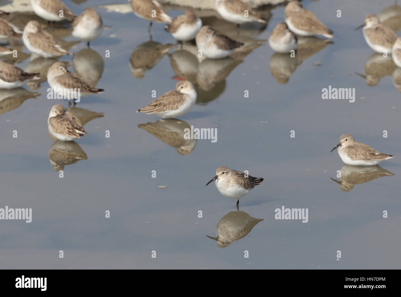 Dunlin (Calidris alpina) - a flock roosting on an estuary, mostly asleep and standing in water, with 1 bird awake; in Kyushu, Japan Stock Photo