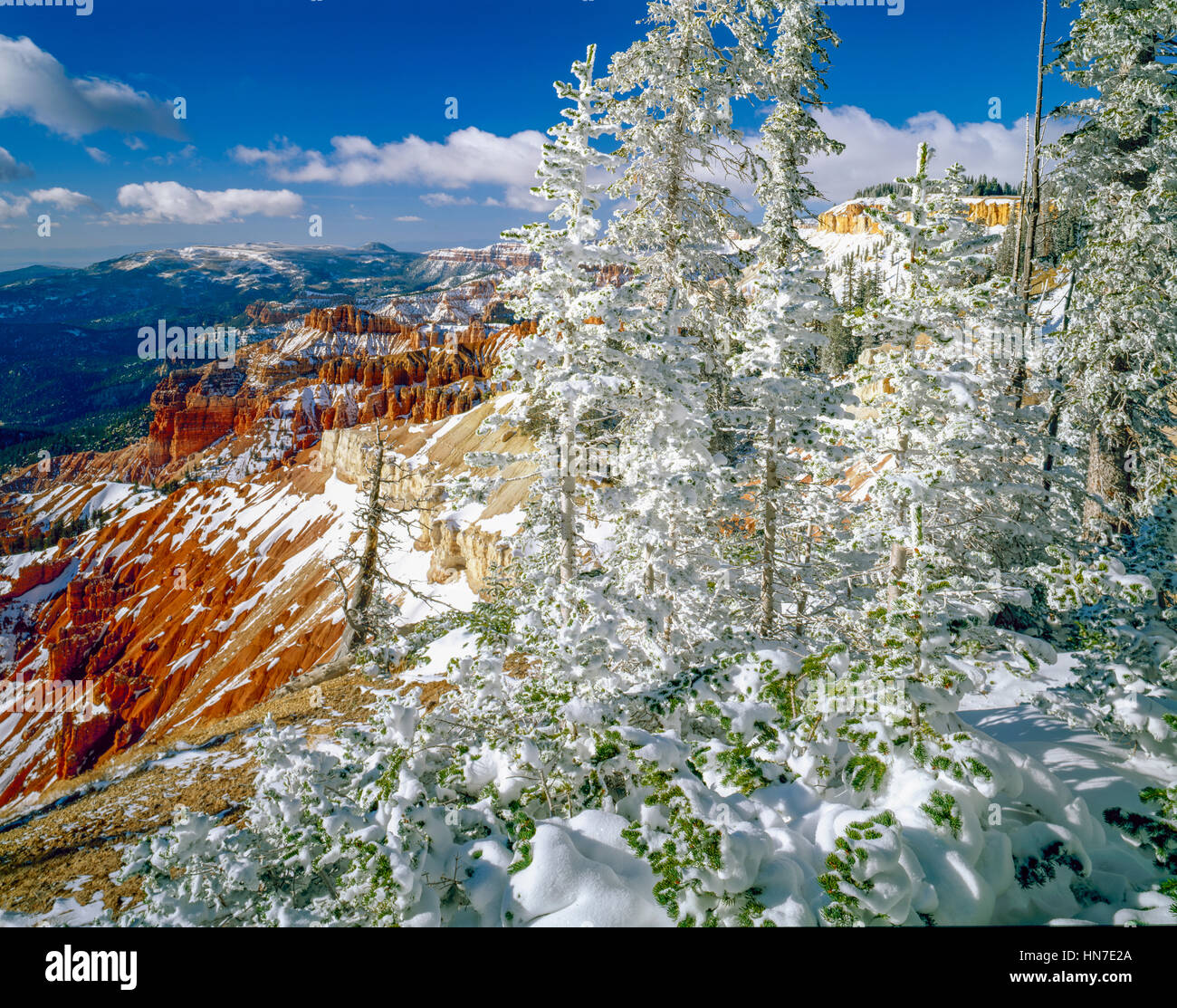 Iced forest on the rim, Cedar Breaks National MOnument, Utah, Markagunt Plateau, Engelmann sprice and subalpine fir Stock Photo