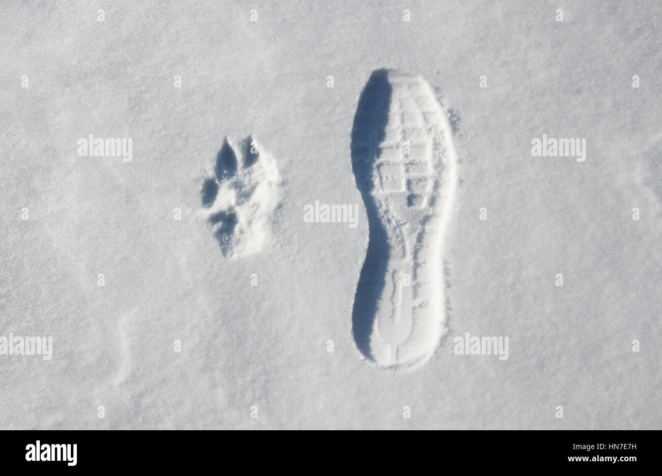 Human and dog footprints hi-res stock photography and images - Alamy