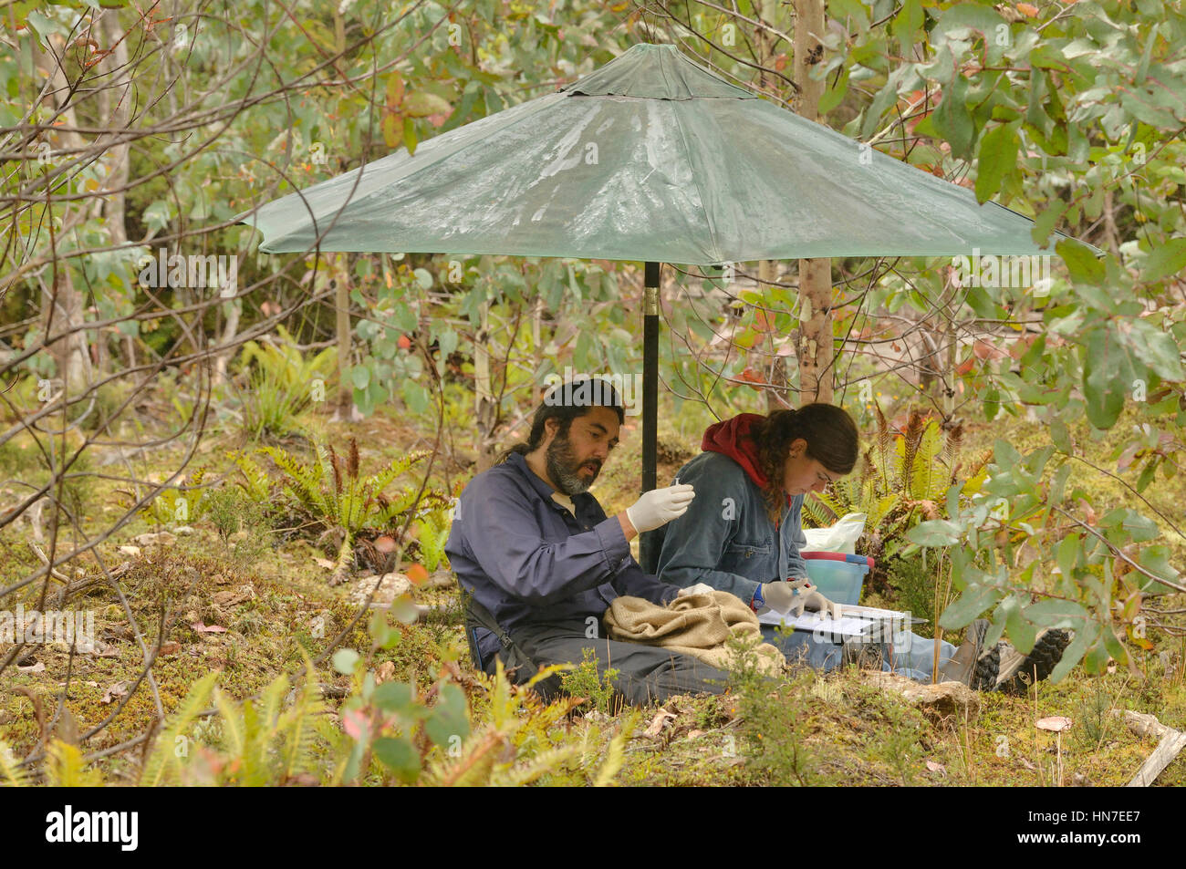 Tasmanian Devil Sarchopilus harrisii DFTD biologists field trip