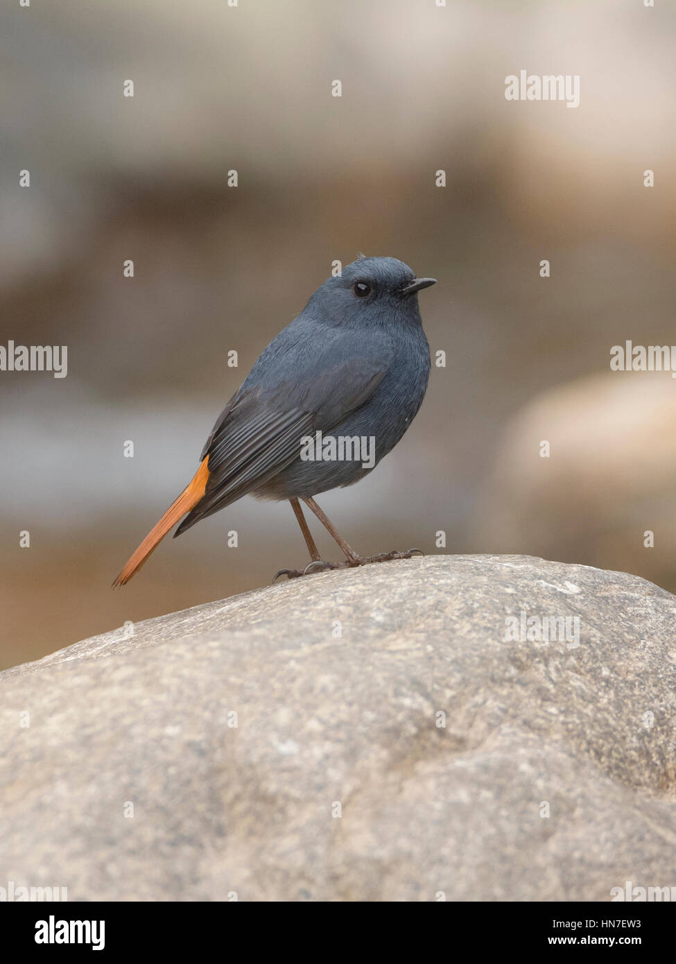 Male plumbeous water redstart (Phoenicurus fuliginosus) at Kedarnath wildlife sanctuary, Uttarakhand, India Stock Photo