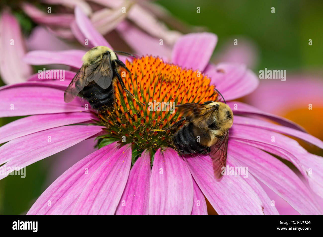 Two Eastern Carpenter Bees on from Purple Coneflower Stock Photo