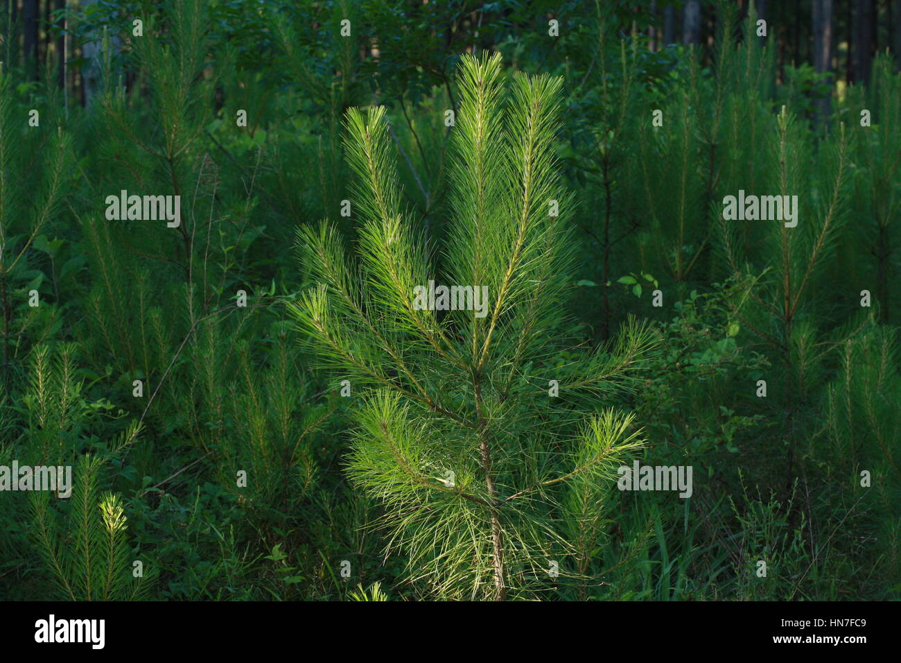 Seedling pine tree growing in a field of pine trees Stock Photo Alamy