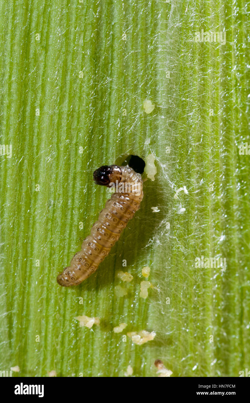 Vadnais Heights, Minnesota.  European corn borer larva, Ostrinia nubilalis, chewing his way through an ear of corn. Stock Photo