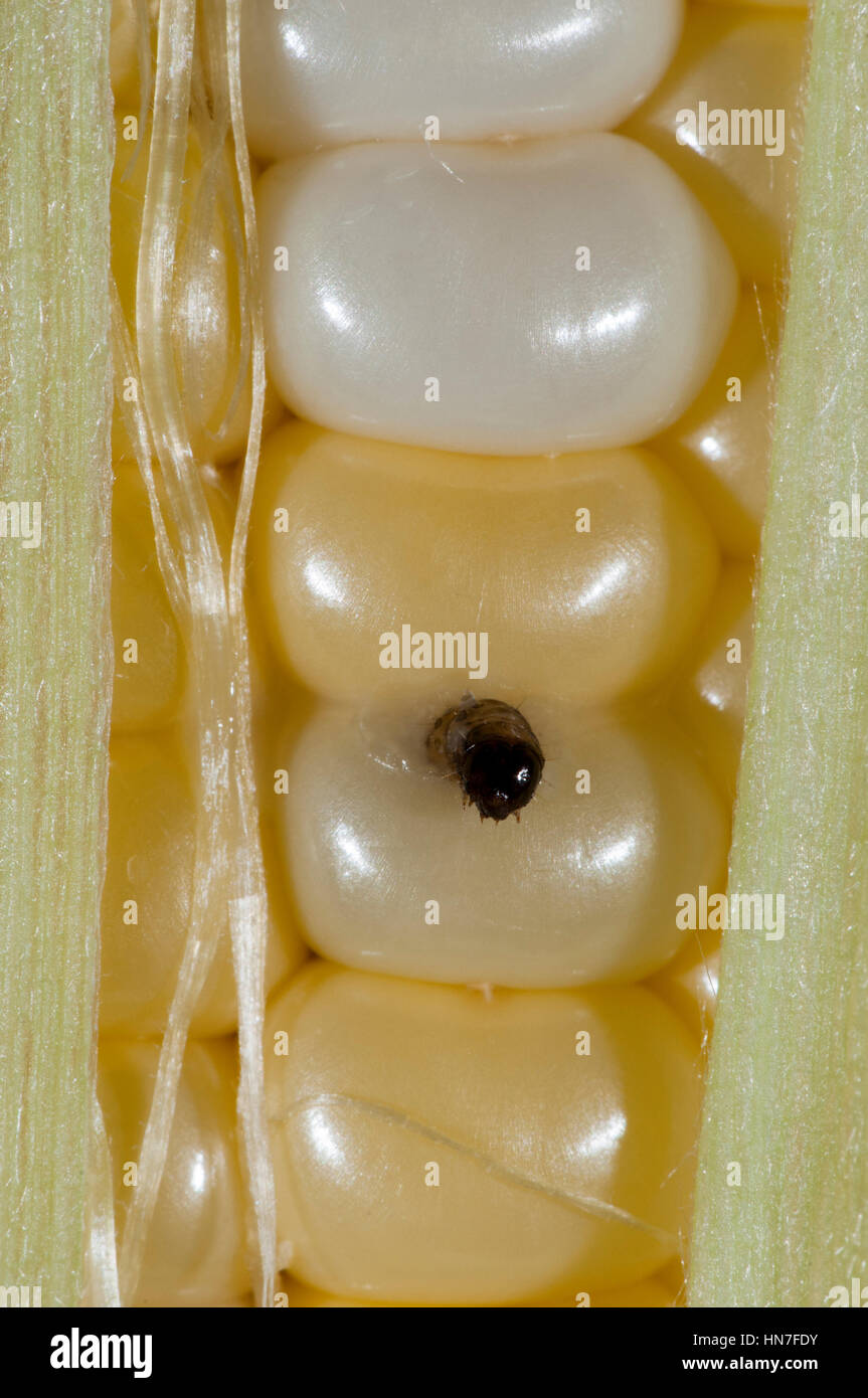Vadnais Heights, Minnesota.  European corn borer larva, Ostrinia nubilalis, chewing his way through an ear of corn. Stock Photo
