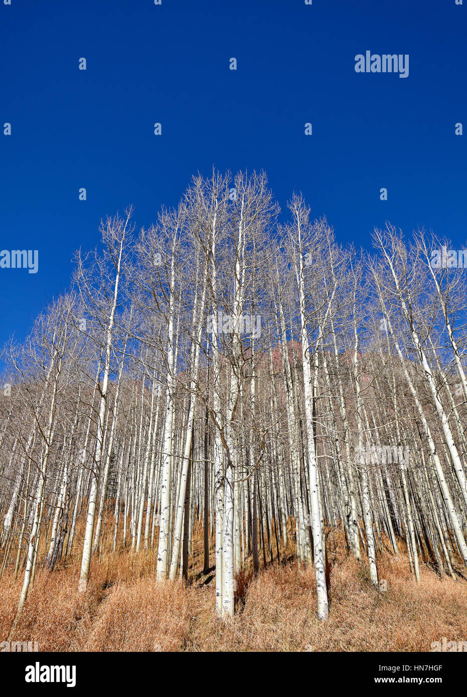 Autumn leafless trees on a sunny day. Stock Photo