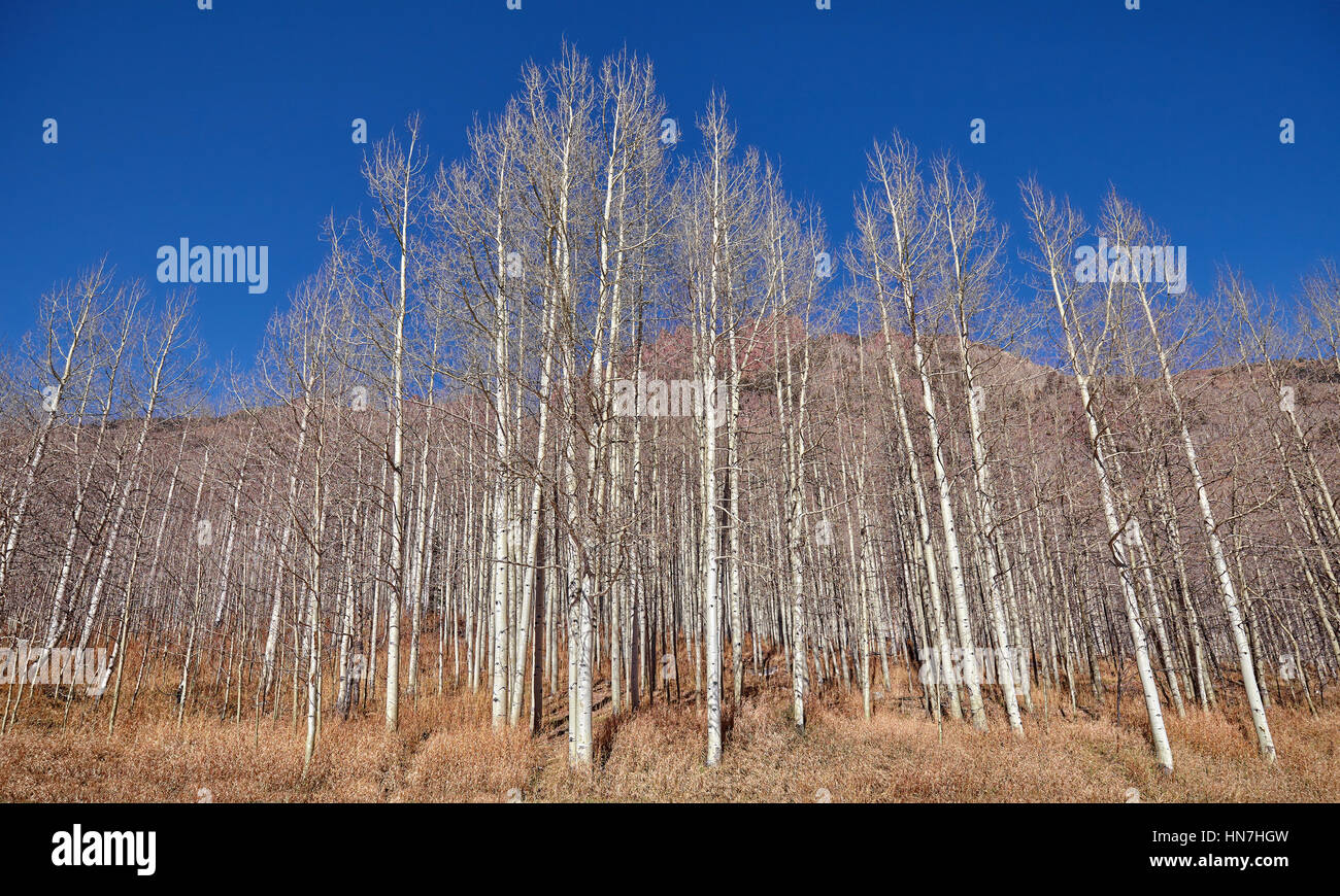 Leafless trees hi-res stock photography and images - Alamy