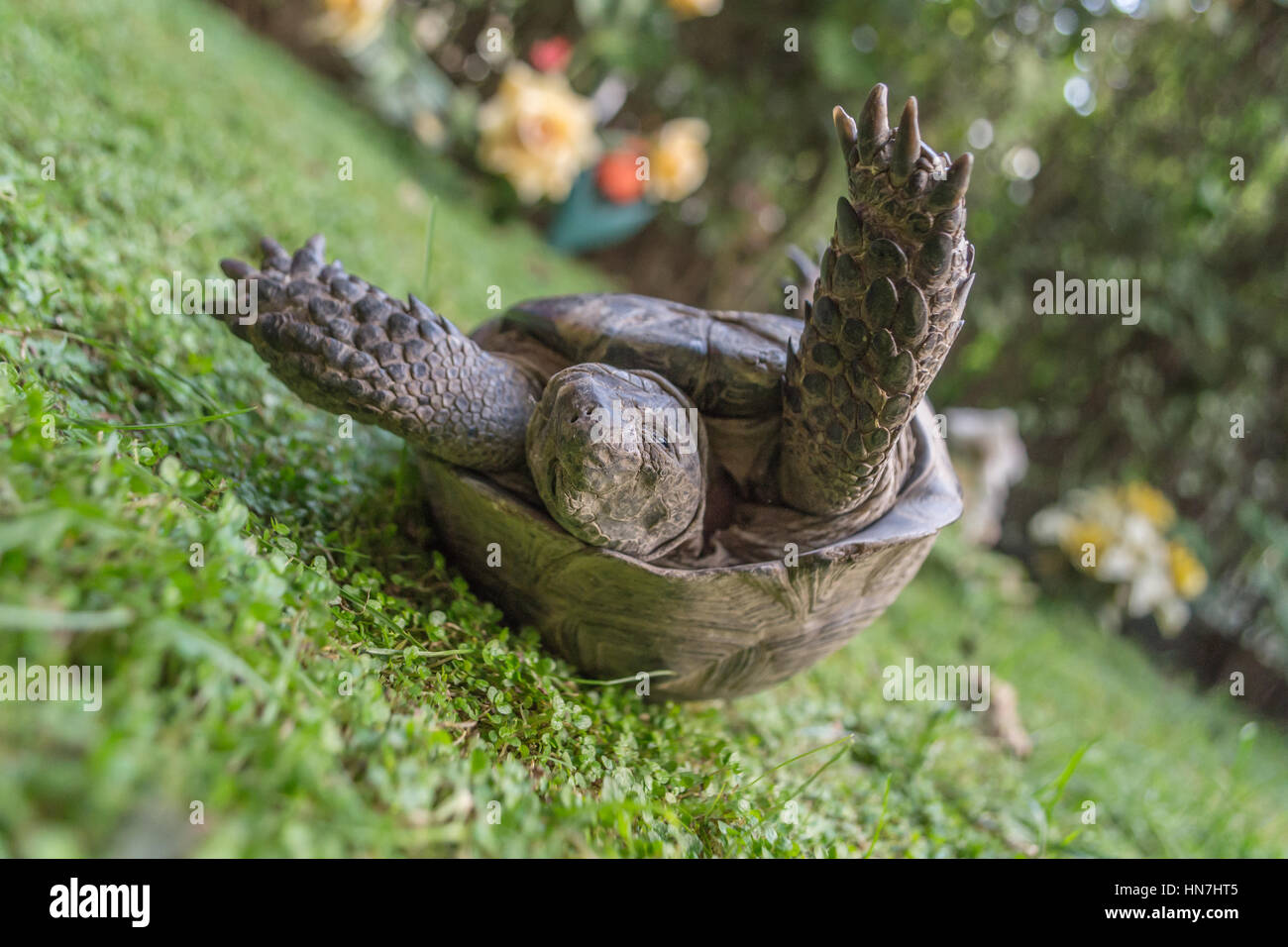 Turtle strugling to turn on her feet Stock Photo