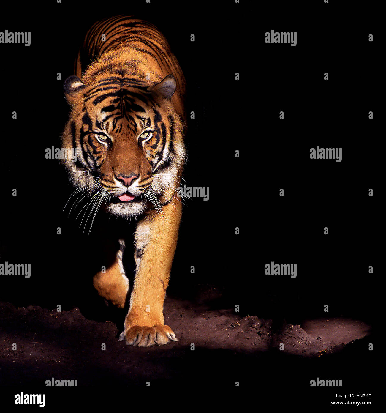 Dominant Male Bengal Tiger Walking Hi res Stock Photography And Images Dominant Male Bengal Tiger Walking Hi res Stock Photography And Images