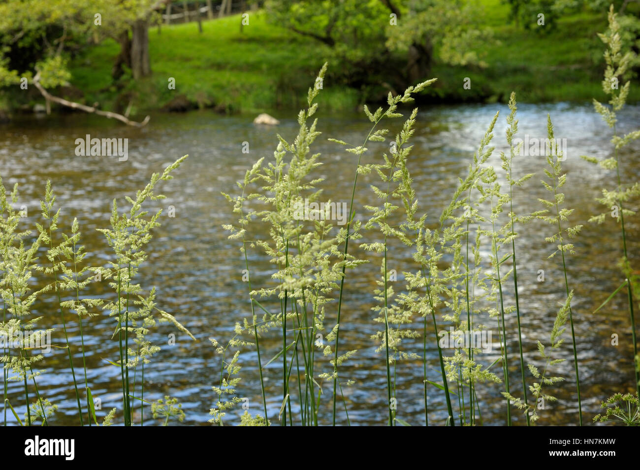 Reed Canary-grass, Phalaris arundinacea in the Sun on the River Elan Stock Photo