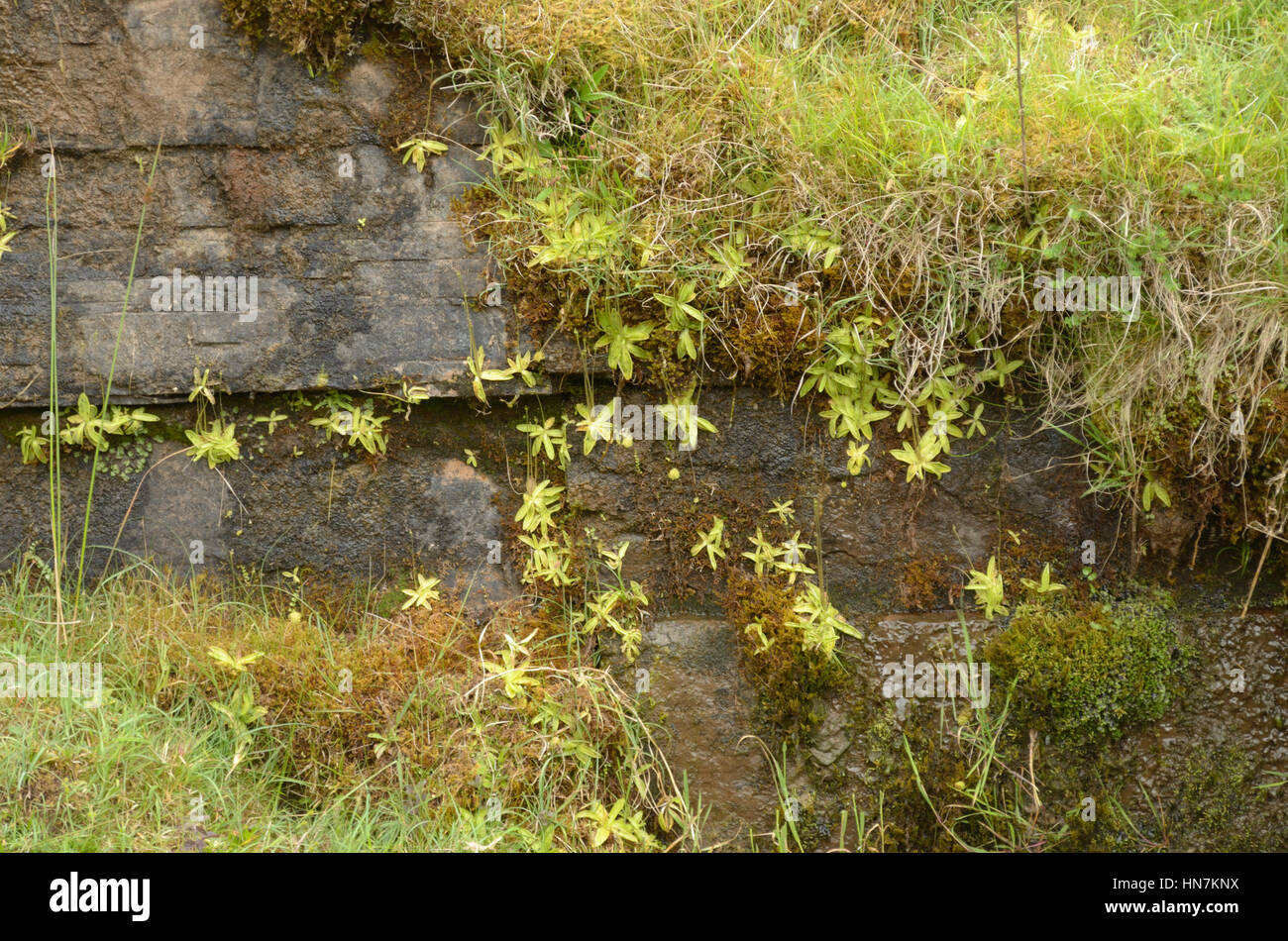 Common Butterwort, Pinguicula vulgaris massed on a wet wall Stock Photo