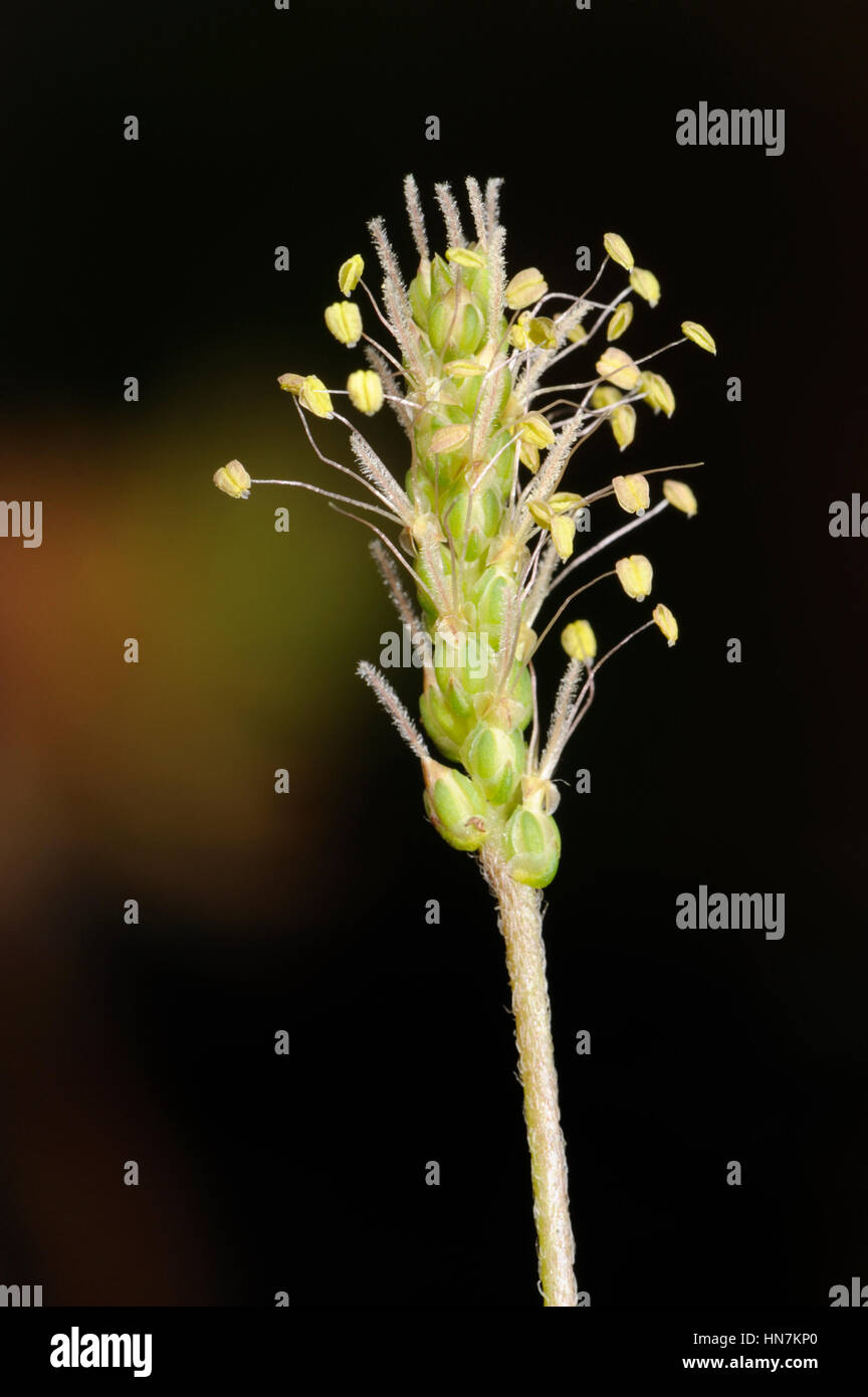 Buck's-horn Plantain, Plantago coronopus with styles and anthers emerged Stock Photo