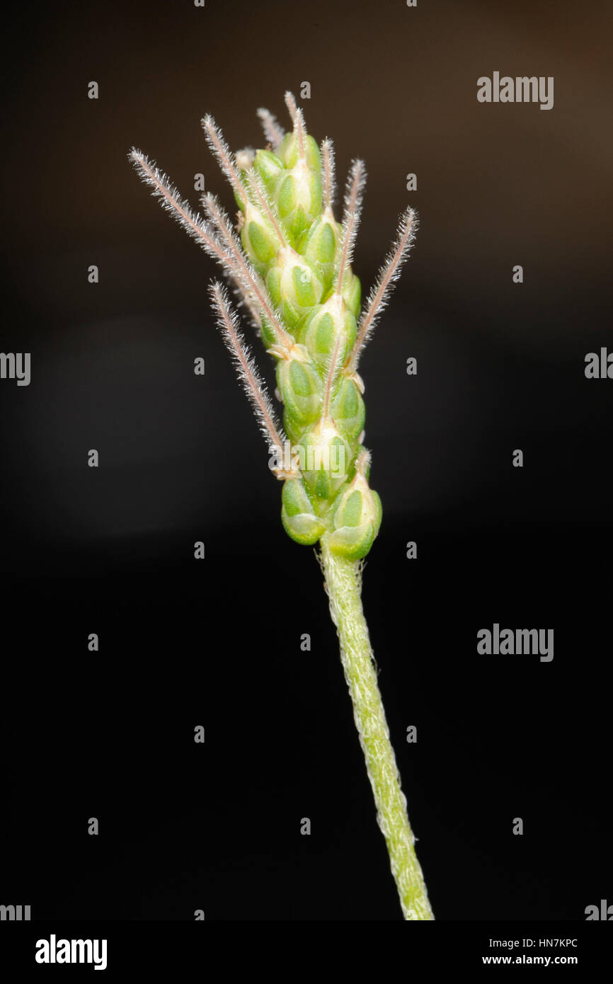 Buck'shorn Plantain, Plantago coronopus, Closeup of Flower with