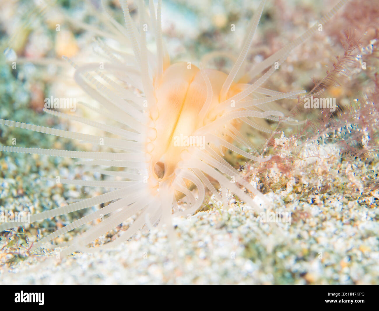 Flame scallop shell - Stock Image - C029/8380 - Science Photo Library