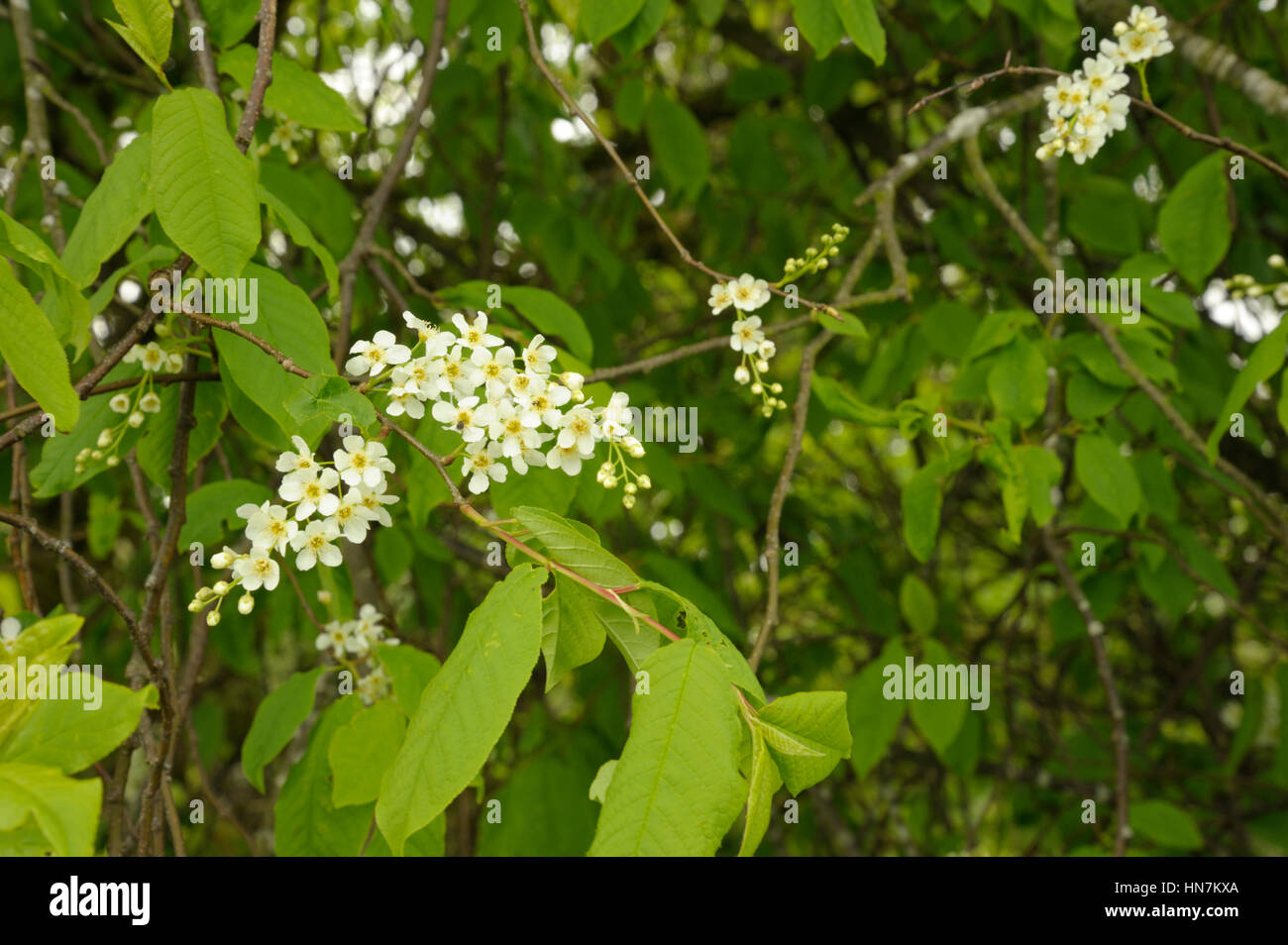 Bird Cherry, Prunus padus Stock Photo