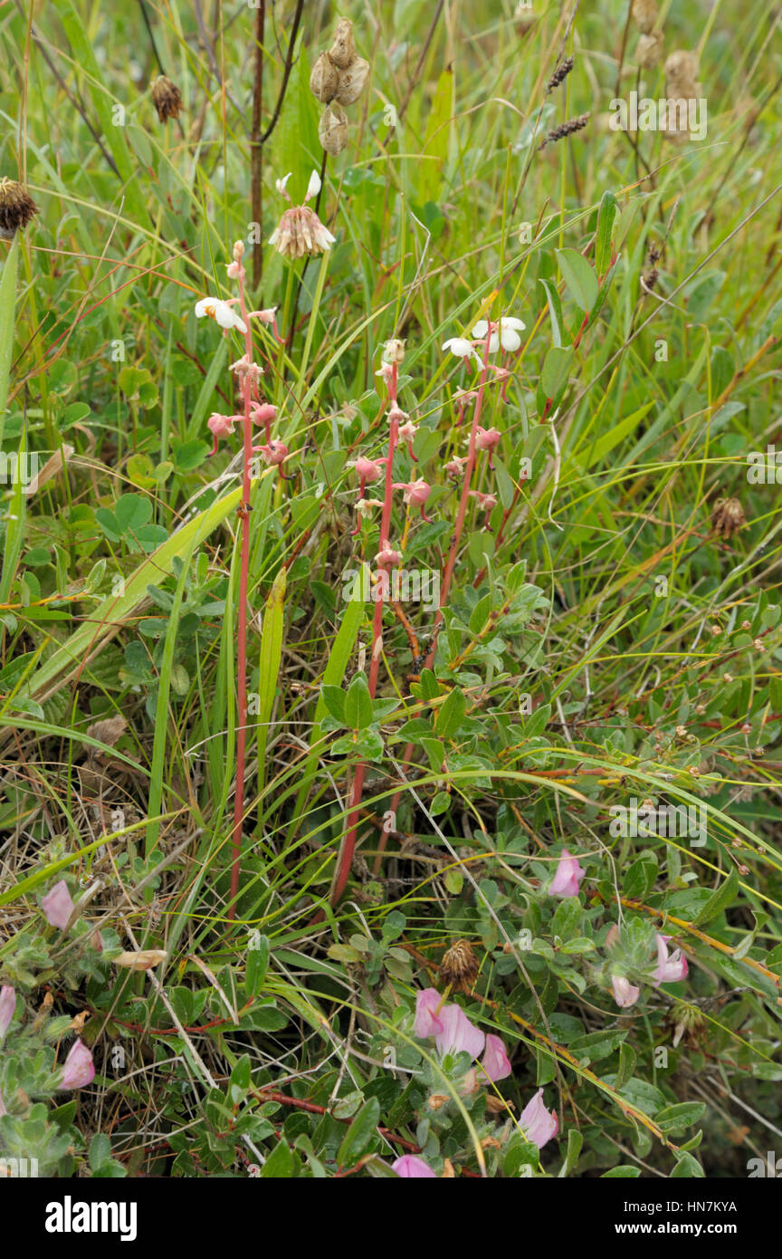 Round-leaved Wintergreen, Pyrola rotundifolia growing with Common Restharrow, Ononis repens Stock Photo