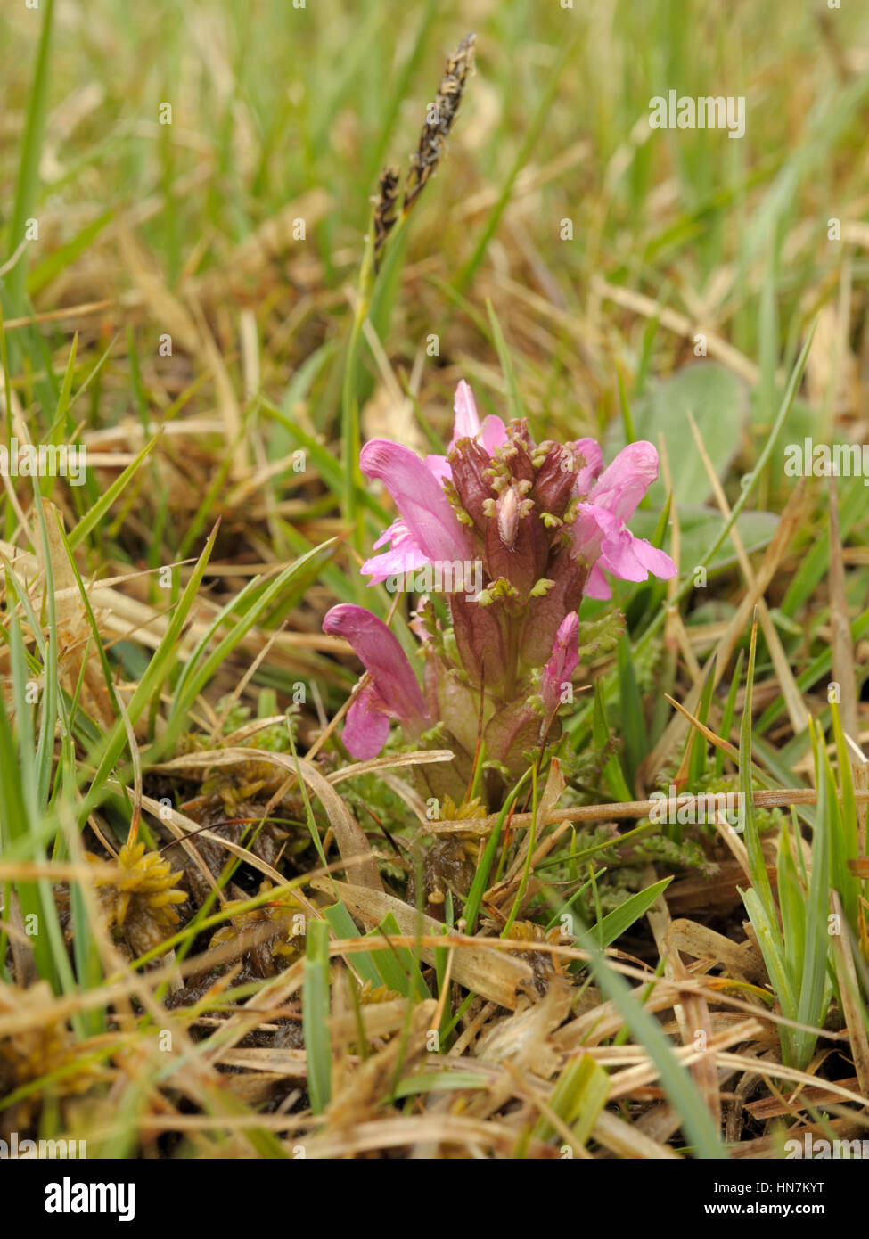 Lousewort, Pedicularis sylvatica Stock Photo