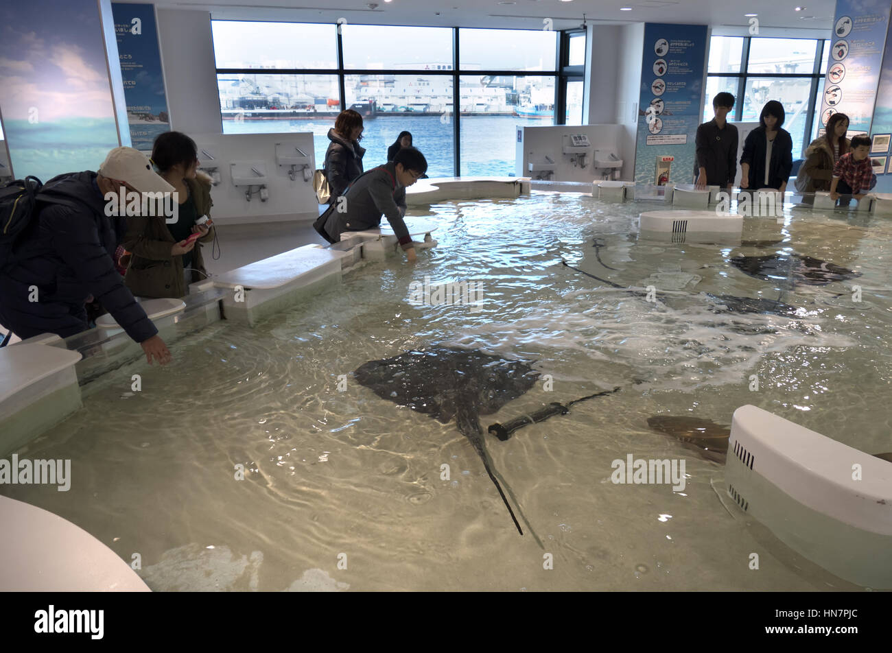 People, tourists, visitors, families at Osaka Aquarium, Japan, Asia touching sharks, fish, stingrays, sea animals swimming in water tank Stock Photo - Alamy People, tourists, visitors, families at Osaka Aquarium, Japan, Asia touching sharks, fish, stingrays, sea animals swimming in water tank Stock Photo - Alamy