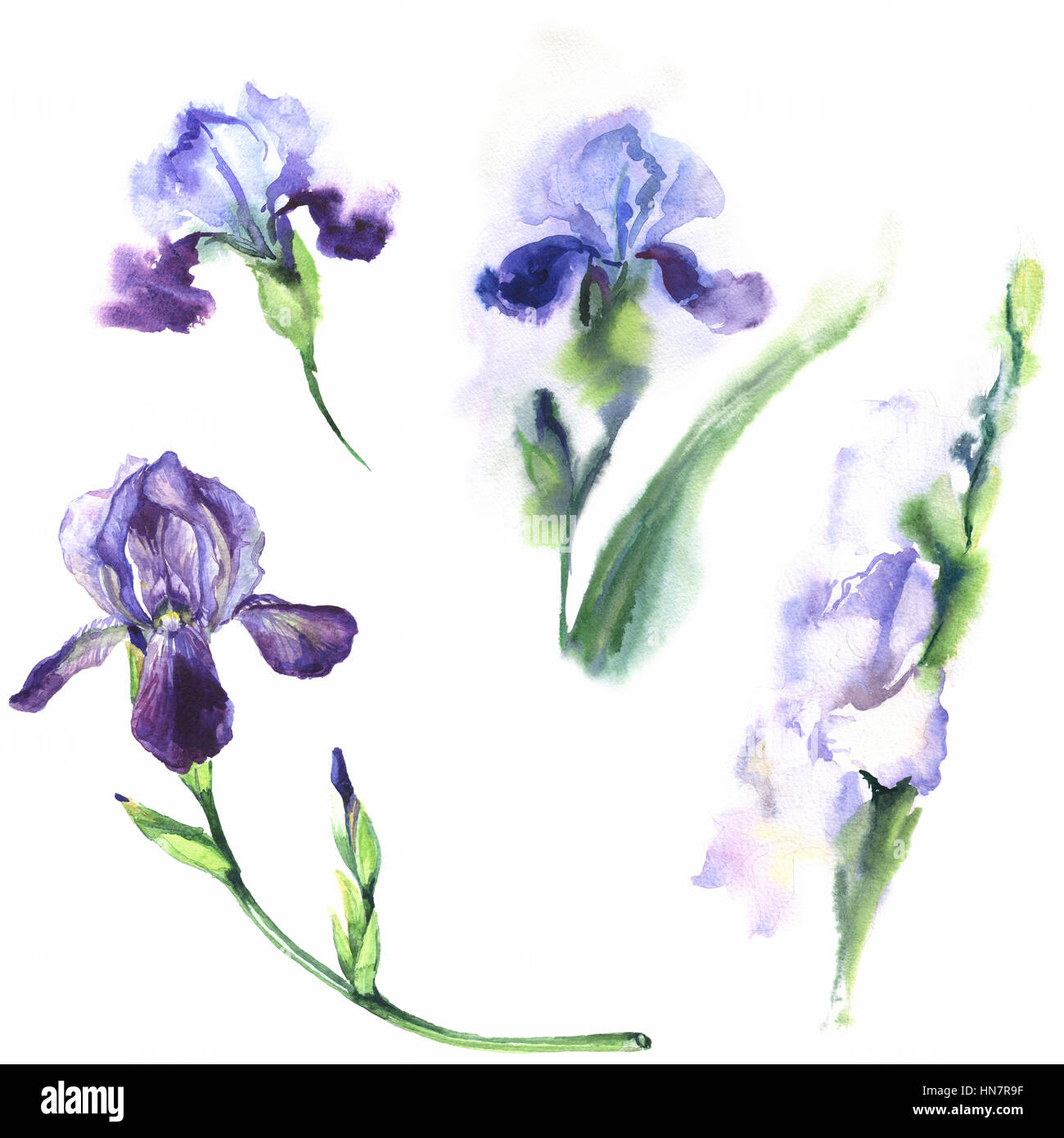 Blue iris flower watercolor painting hi-res stock photography and images -  Alamy