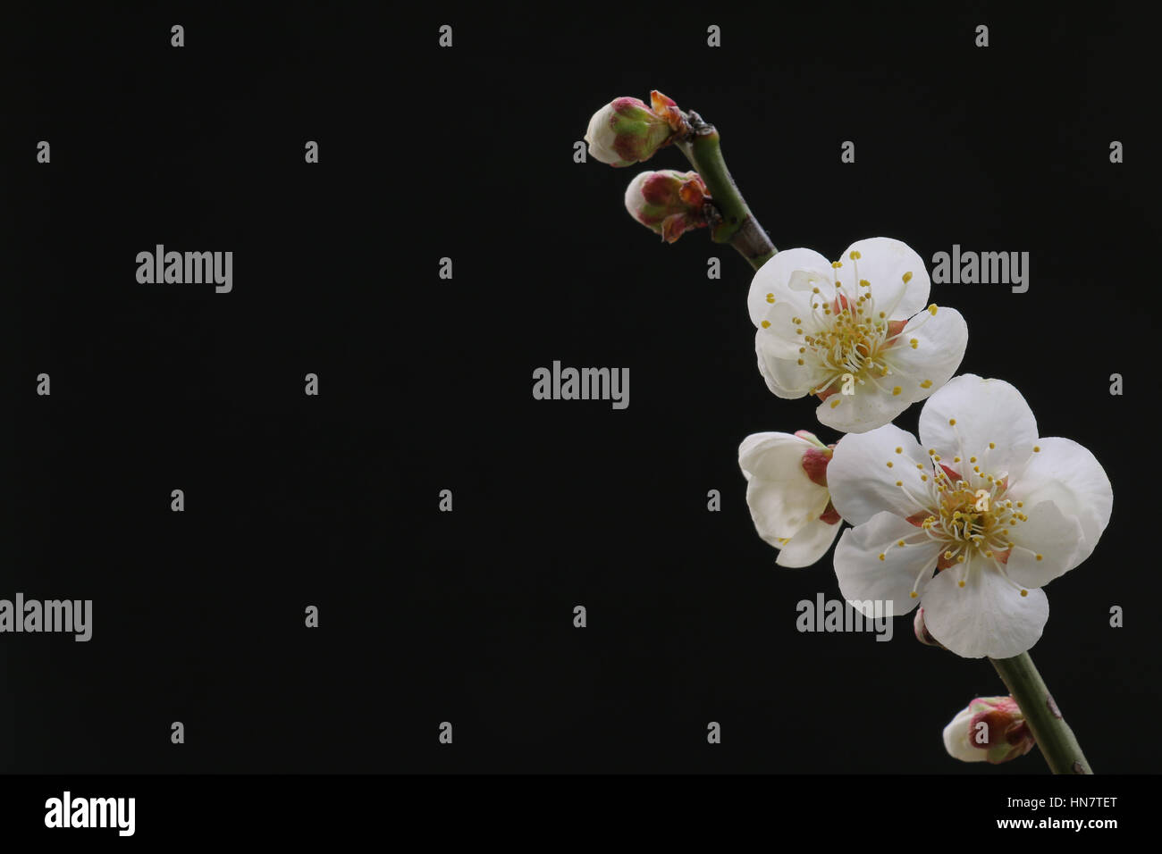 Black plum blossom tree hires stock photography and images Alamy