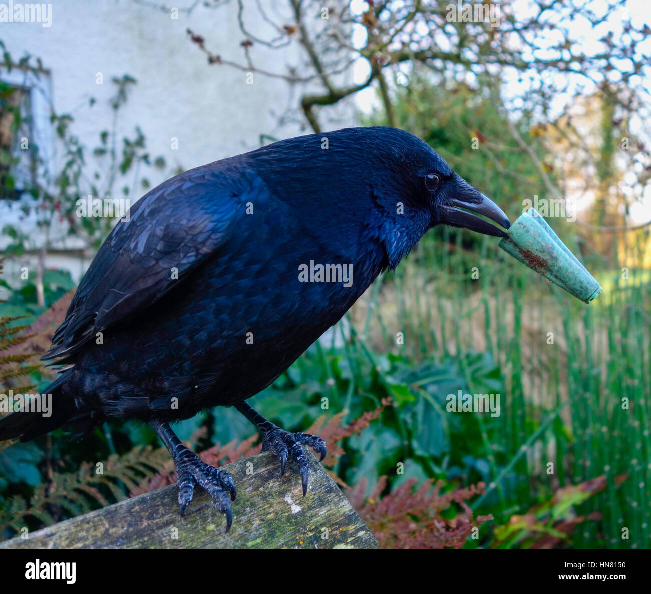 Crow with beak extension Colyford, Devon, England 9th February 2017 Wild Crow playing with a rubber cane joiner perched on a bench. The cane top holder makes it look as if the bird has a beak extension John Swithinbank/Alamy Live News Stock Photo