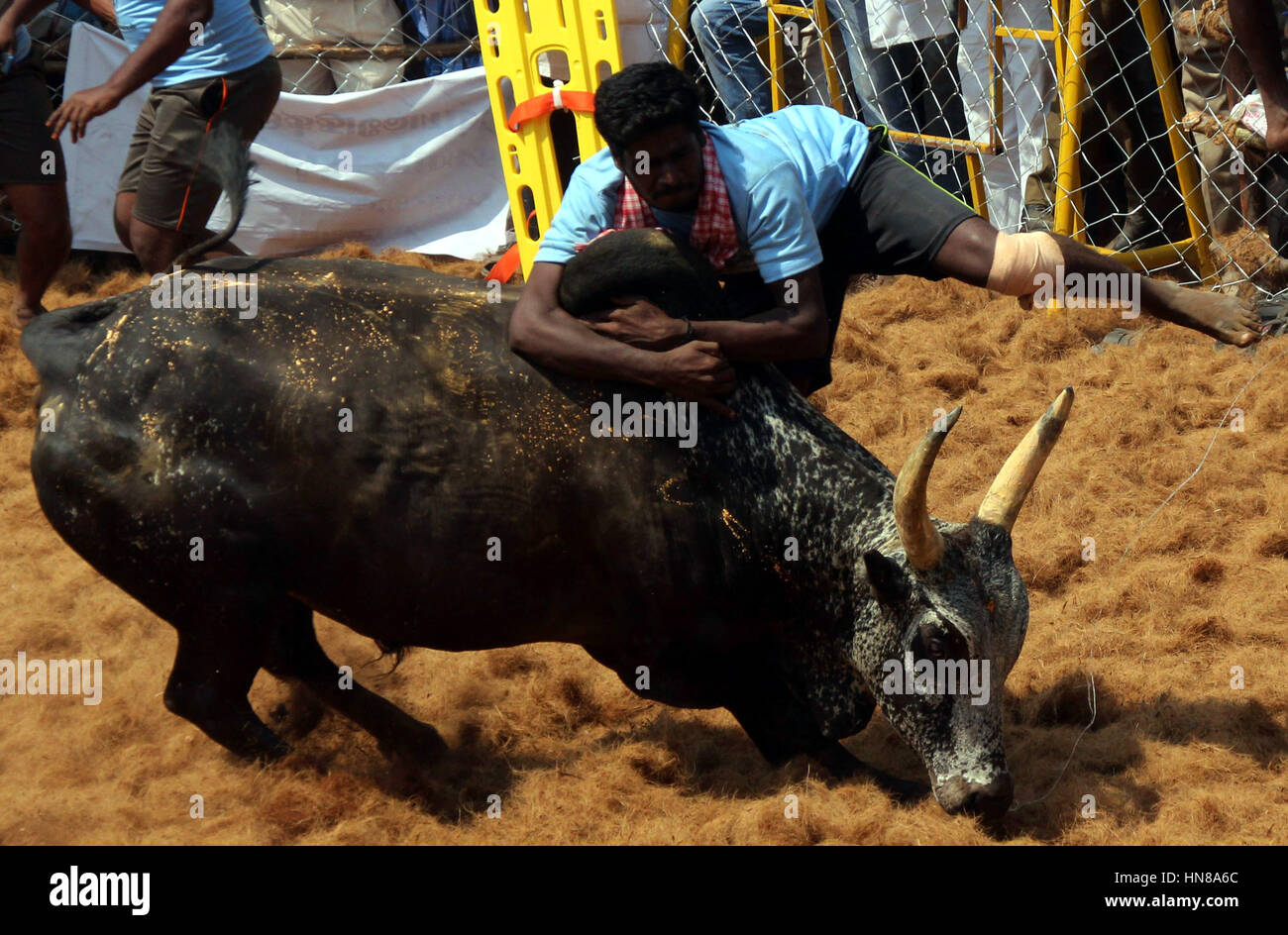 Palamedu, Indian state of Tamil Nadu. 9th Feb, 2017. An Indian tries to control a bull during a traditional bull-taming festival called Jallikattu in the village of Palamedu near Madurai, southern Indian state of Tamil Nadu, Feb. 9, 2017. Jallikattu was traditionally practiced as part of the harvest festival of Pongal. It involves men chasing bull attempting to grab its hump and ride it for as long as possible or stop it and remove piece of cloth affixed to its horns. Credit: Stringer/Xinhua/Alamy Live News Stock Photo