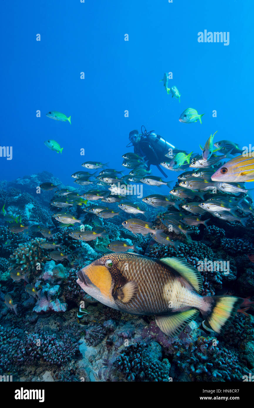 A Titan triggerfish (Balistoides viridescens giving the once-over. Stock Photo