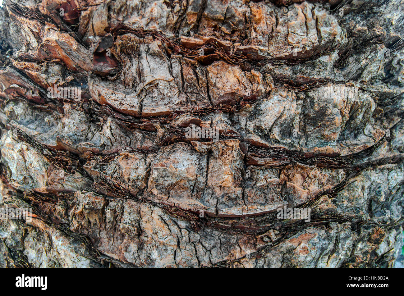 Palm bark texture nature background Stock Photo - Alamy