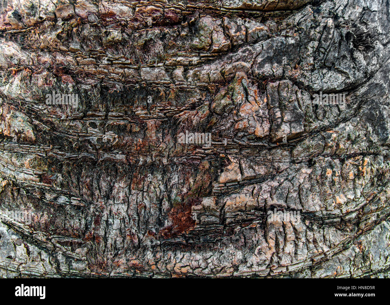 Palm bark texture nature background Stock Photo - Alamy