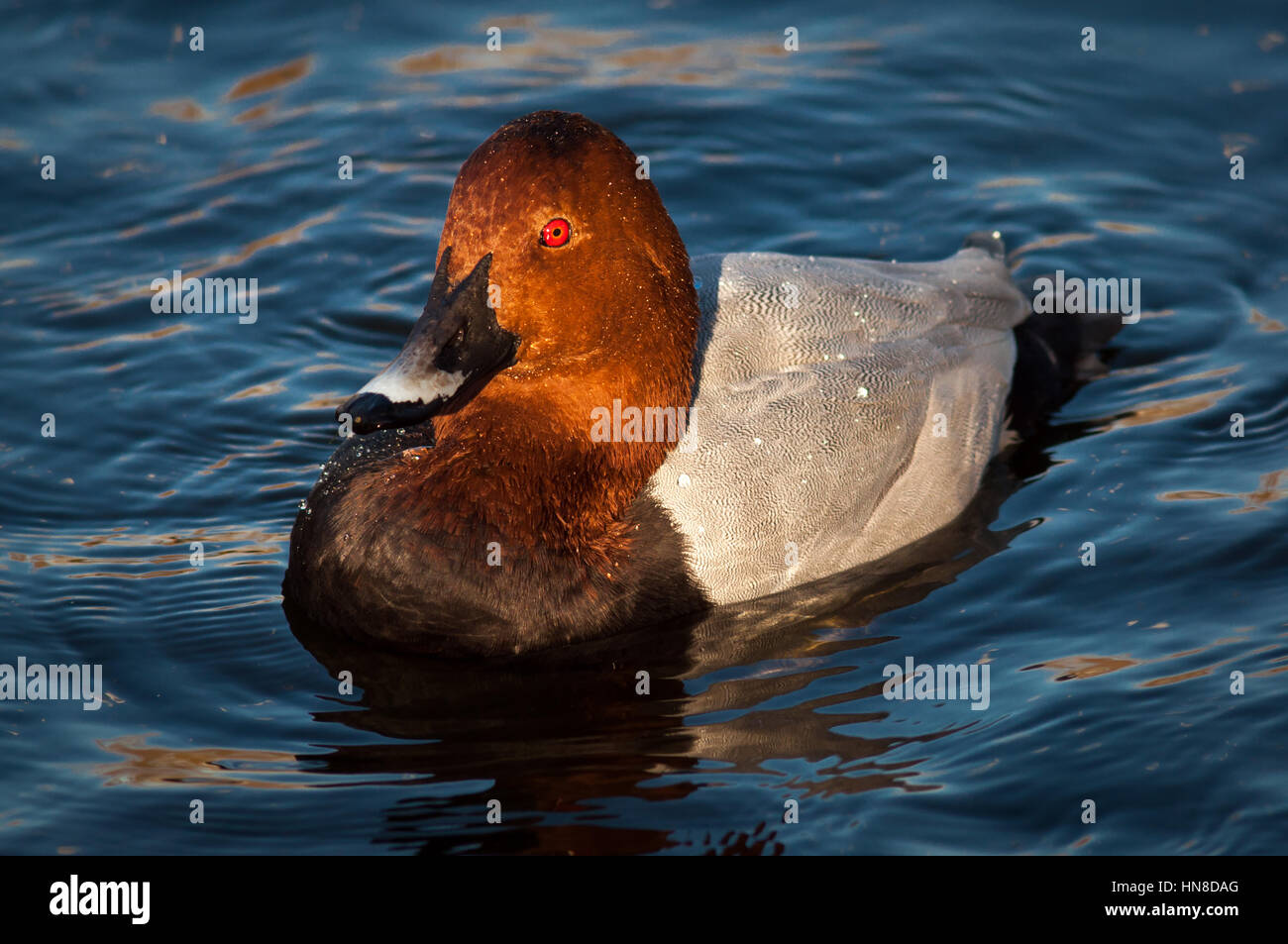 Netta Rufina - Red headed pochard duck Stock Photo